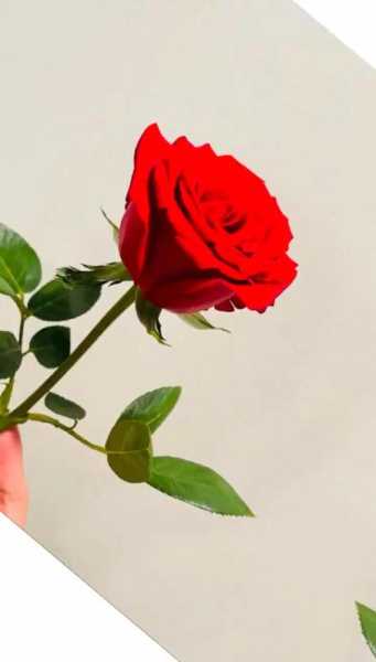 重庆野玫瑰，重庆野玫瑰和洛阳白牡丹图片？